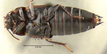 Media type: image;   Entomology 601345 Aspect: habitus ventral view